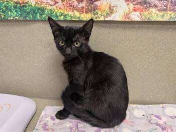 A551933 -  Domestic Short Hair Cat for Adoption in Moreno Valley, California - A551933 | PetCurious