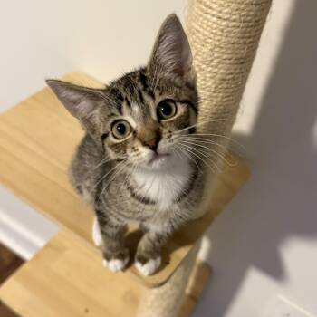 Dolly -  Domestic Short Hair Cat for Adoption in Richmond, Virginia - Dolly | PetCurious