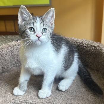 Ava -  Domestic Short Hair Cat for Adoption in Waynesburg, Pennsylvania - Ava | PetCurious