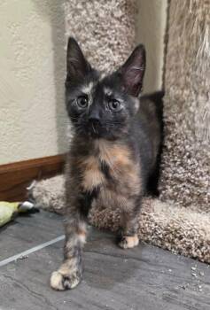 Crepe -  Domestic Short Hair Cat for Adoption in Taycheedah, Wisconsin - Crepe | PetCurious