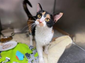 Rescue Domestic Short Hair Cats for Adoption in Fort Wayne, Indiana - BELLE | PetCurious