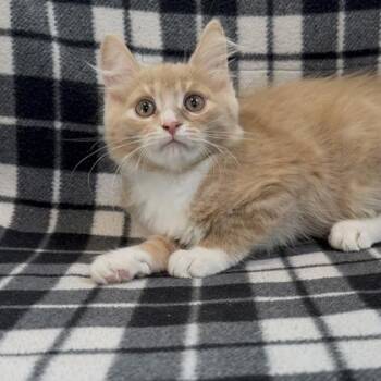 XBox (SGN) -  Domestic Medium Hair and Domestic Short Hair Cat Available for Adoption in Janesville, Wisconsin - XBox (SGN) | PetCurious