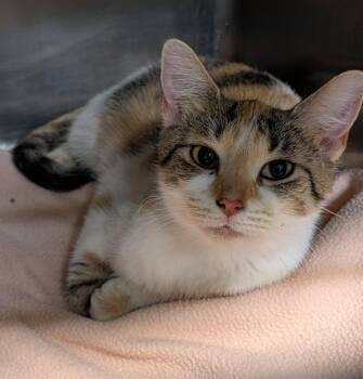 Rain (Empty-Nester) (Cage Photos) -  Calico and Domestic Short Hair Cat for Adoption in Marietta, Ohio - Rain (Empty-Nester) (Cage Photos) | PetCurious