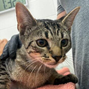 Argo -  Domestic Short Hair Cat for Adoption in Corpus Christi, Texas - Argo | PetCurious
