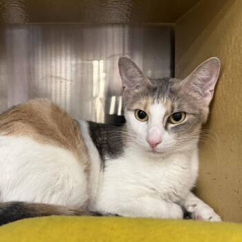 Xena -  American Shorthair Cat for Adoption in Overland Park, Kansas - Xena | PetCurious