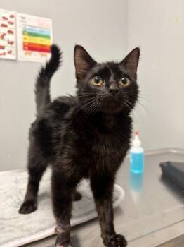 Bernardo -  Domestic Short Hair Cat for Adoption in Bloomington, Indiana - Bernardo | PetCurious