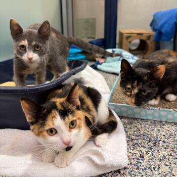 Swiss Miss -  Domestic Short Hair Cat for Adoption in Fairport, New York - Swiss Miss | PetCurious