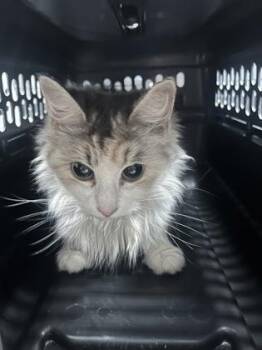 Vallery -  Domestic Long Hair and Domestic Short Hair Cat for Adoption in Simcoe, Ontario - Vallery | PetCurious