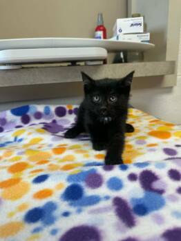 Sister Marie Catherine -  Domestic Short Hair Cat for Adoption in Marion, Ohio - Sister Marie Catherine | PetCurious