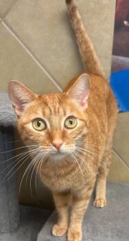 Baby -  Domestic Short Hair Cat for Adoption in Midland, Texas - Baby | PetCurious