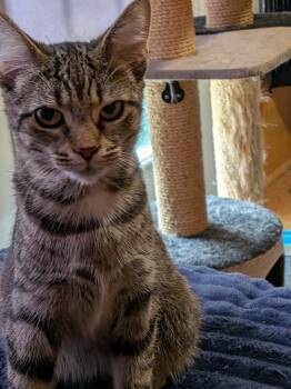 Amber Moon -  Domestic Short Hair Cat for Adoption in Arthur, Ontario - Amber Moon | PetCurious