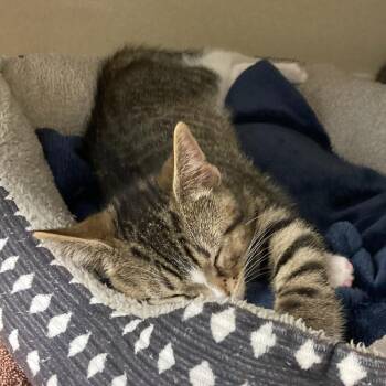 East -  Domestic Short Hair Cat for Adoption in Attica, New York - East | PetCurious