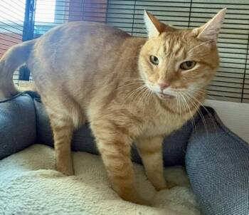 Moonglow -  Domestic Short Hair and Tabby Cat for Adoption in Breinigsville, Pennsylvania - Moonglow | PetCurious