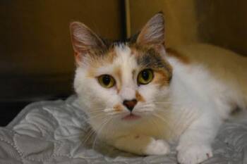 Kaiju -  Domestic Short Hair Cat for Adoption in Kansas City, Missouri - Kaiju | PetCurious