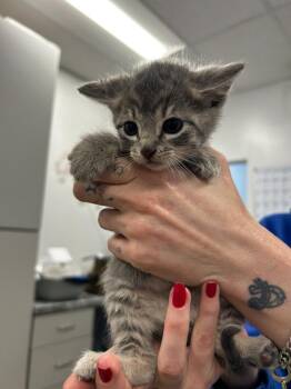Elio -  Domestic Short Hair Cat for Adoption in Thousand Oaks, California - Elio | PetCurious