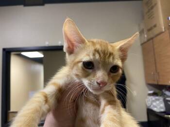 APOLLO -  Domestic Short Hair Cat for Adoption in Modesto, California - APOLLO | PetCurious