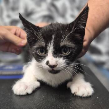 Domestic Short Hair Cats Available for Adoption in Wahiawa, Hawaii - Vindaloo | PetCurious