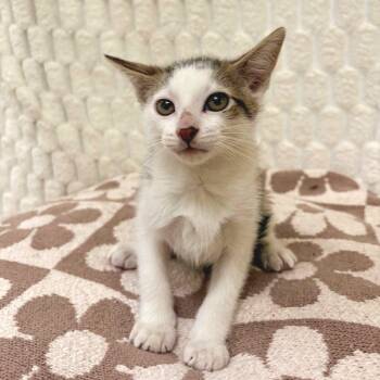 Domestic Short Hair Cats Available for Adoption in Riverwoods, Illinois - Bingo | PetCurious