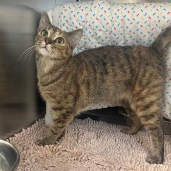 Kit-Tea -  Domestic Short Hair Cat for Adoption in Charlottesville, Virginia - Kit-Tea | PetCurious