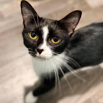 Chocolate -  Domestic Short Hair Cat for Adoption in Evansville, Indiana - Chocolate | PetCurious