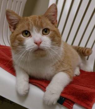 Peak -  Domestic Short Hair Cat for Adoption in Verona, Wisconsin - Peak | PetCurious