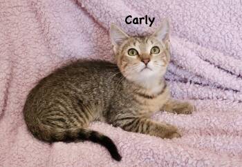 Carly -  Abyssinian Cat for Adoption in St. Augustine, Florida - Carly | PetCurious