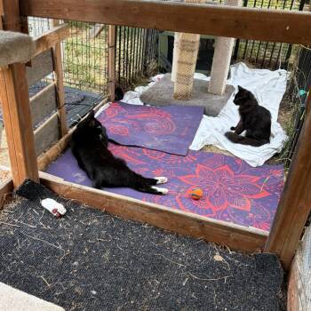 Giuseppe -  Domestic Short Hair Cat for Adoption in Pleasanton, California - Giuseppe | PetCurious