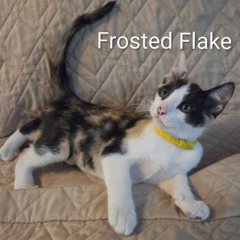 Frosted Flake (yellow collar) -  Domestic Short Hair Cat for Adoption in Orangevale, California - Frosted Flake (yellow Collar) | PetCurious