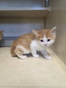 Red -  Domestic Long Hair and Domestic Short Hair Cat for Adoption in Beatrice, Nebraska - Red | PetCurious
