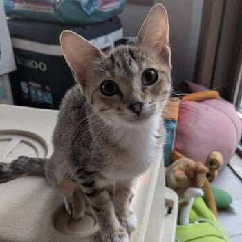 Wren -  Domestic Short Hair Cat for Adoption in Monticello, Minnesota - Wren | PetCurious