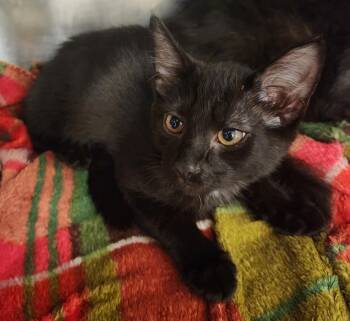 WYLL -  Domestic Short Hair Cat for Adoption in Hagerstown, Maryland - WYLL | PetCurious