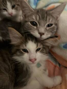 American Shorthair Cats Available for Adoption in Hagaman, New York - Foof | PetCurious