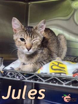 Jules -  Domestic Short Hair Cat for Adoption in Douglasville, Georgia - Jules | PetCurious