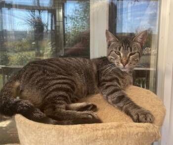 Rescue Domestic Short Hair and Tiger Cats for Adoption in Rome, Pennsylvania - Goose | PetCurious
