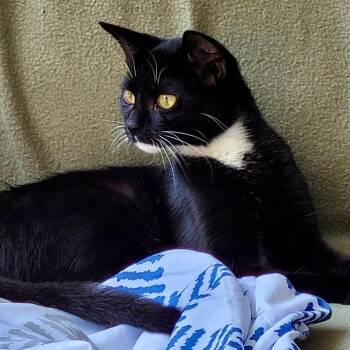 Ruthie -  Tuxedo Cat for Adoption in Gastonia, North Carolina - Ruthie | PetCurious