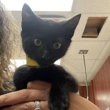Pumpkin -  Domestic Medium Hair Cat for Adoption in Columbus, Georgia - Pumpkin | PetCurious