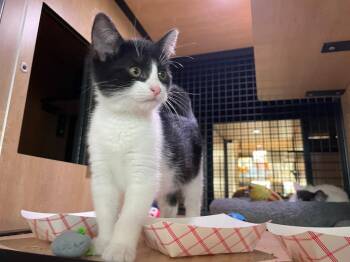 Precious -  Domestic Short Hair Cat for Adoption in New York, New York - Precious | PetCurious