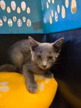 Jubilee -  Russian Blue Cat for Adoption in Maumelle, Arkansas - Jubilee | PetCurious