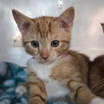 Crunchwrap -  Domestic Short Hair Cat for Adoption in San Jacinto, California - Crunchwrap | PetCurious