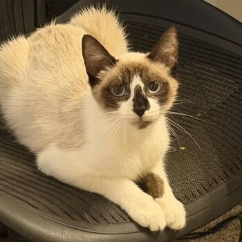Chai -  Snowshoe Cat for Adoption in Liverpool, Texas - Chai | PetCurious