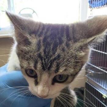 Mako -  Domestic Short Hair Cat for Adoption in New York, New York - Mako | PetCurious