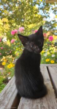 Raven -  Domestic Short Hair Cat for Adoption in Town 