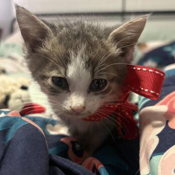 Buford -  Domestic Short Hair Cat for Adoption in Chapel Hill, North Carolina - Buford | PetCurious