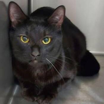 Mincu -  Domestic Short Hair Cat for Adoption in Lake Havasu City, Arizona - Mincu | PetCurious
