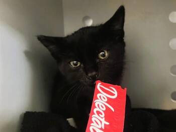 SALEM -  Domestic Short Hair Cat for Adoption in Palo Alto, California - SALEM | PetCurious