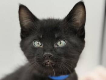 Yarrow -  Domestic Short Hair Cat for Adoption in Portland, Oregon - Yarrow | PetCurious