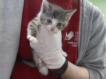 RACHEL -  Domestic Short Hair Cat for Adoption in Omaha, Nebraska - RACHEL | PetCurious