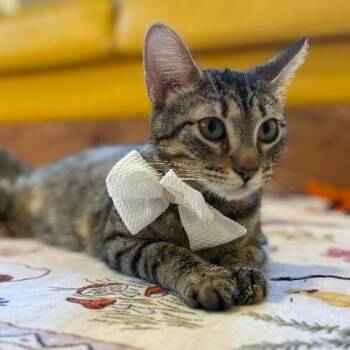 Velvet Wonka -  Tabby and Domestic Short Hair Cat for Adoption in Friendswood, Texas - Velvet Wonka | PetCurious
