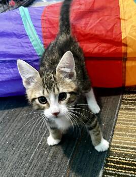 Domestic Short Hair Cats Available for Adoption in Ephrata, Washington - Simon  | PetCurious