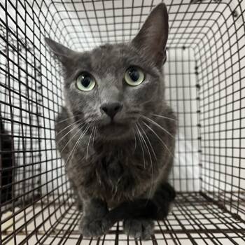 Aura -  Domestic Short Hair Cat for Adoption in Edinburg, Texas - Aura | PetCurious